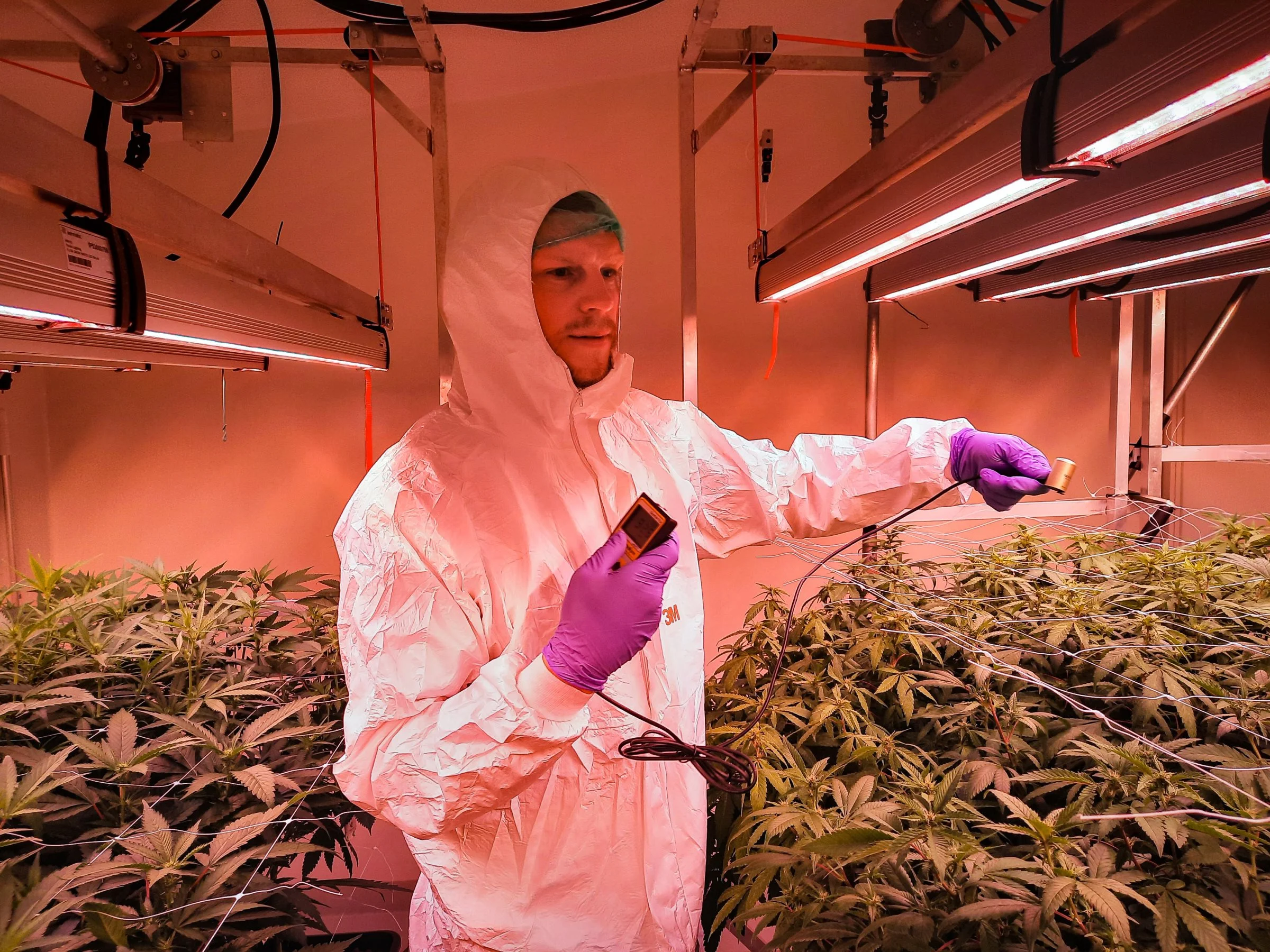 Når der produceres cannabis til medicinske formål, er det vigtigt hele tiden at teste planternes egenskaber, da kvaliteten af hver plante skal være konsekvent.