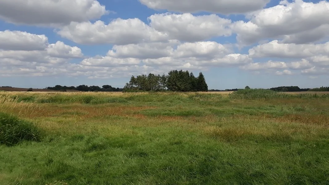 Et genoprettet vådområde i Kratholm syd for Odense er et af de steder, hvor forskerne har fundet overraskende ringe forbedringer af natur og biodiversitet ved at skabe vådområder. Foto: Marta Baumane/Free