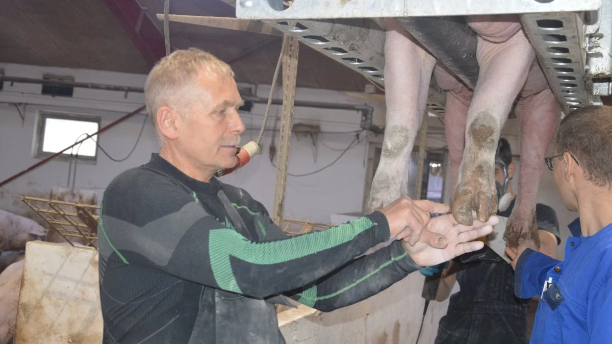 Tommy Pasieczny i Stenhøj ved Østervrå i Vendsyssel har for snart tre måneder siden investeret i en klovboks, og det har han ikke fortrudt. Fotos: Camilla Bønløkke