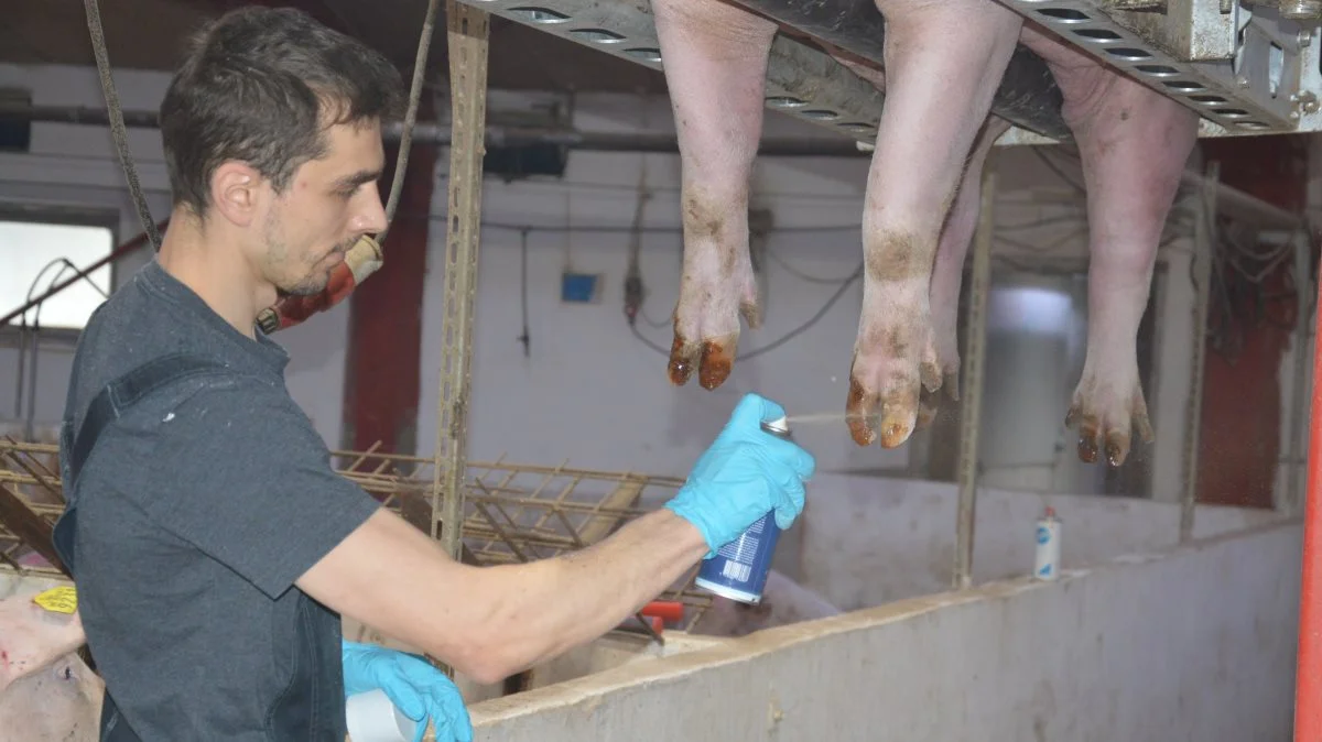 Alex afslutter her beskæringen med en gang tjærespray.