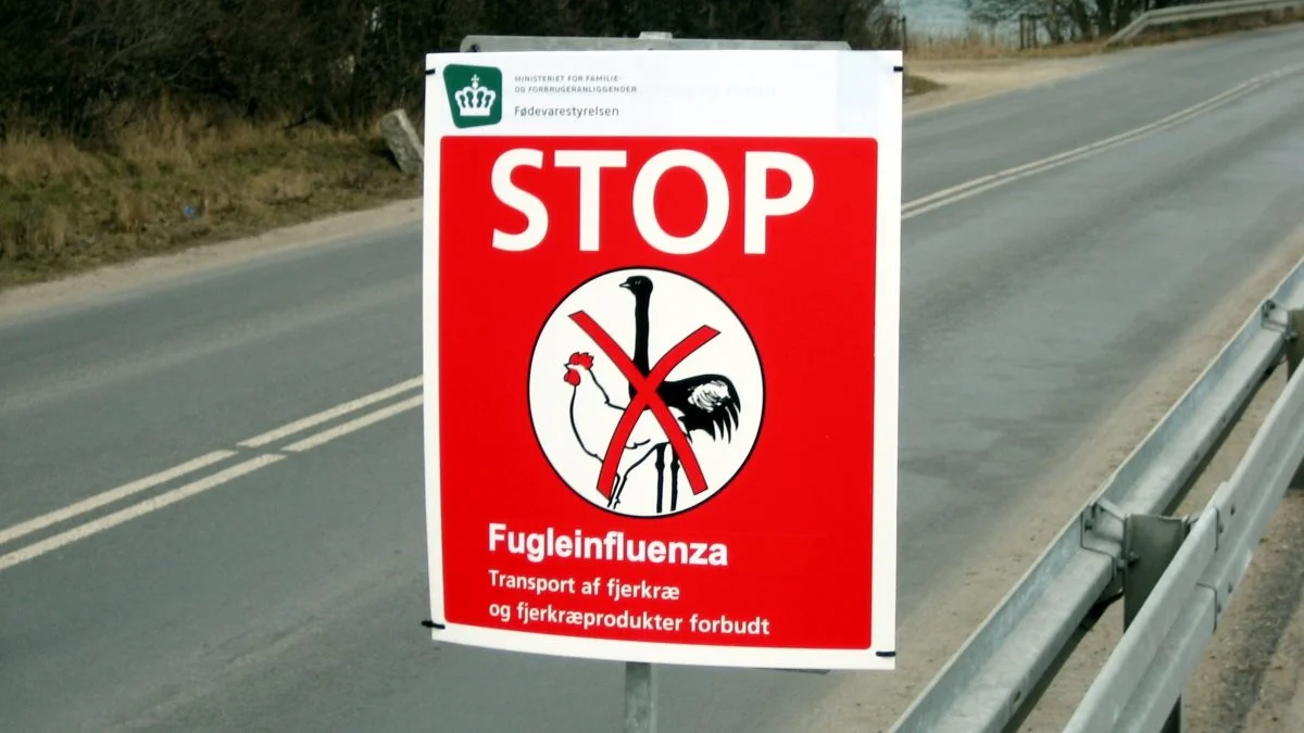 Hvis man får mistanke om fugleinfluenza i sine dyr, det kan for eksempel være høj dødelighed og luftvejssymptomer, skal man kontakte en dyrlæge. Arkivfoto.