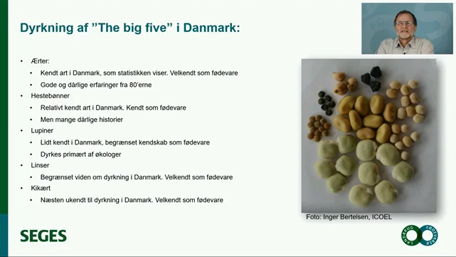 Chefkonsulent Jon Birger Pedersen udpegede på et webinar forleden ærter, hestebønner, lupiner, linser og kikært som ”The big five”, når det gælder interessen for at øge bælgplantedyrkningen i Danmark. – Der er plads til det, siger han. Kilde: Seges 