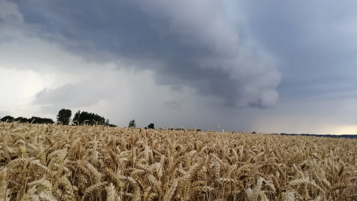 Et voldsomt uvejr med flere hundrede millimeter regn gjorde livet surt for landmænd i høstsæsonen.  Foto: Camilla Bønløkke