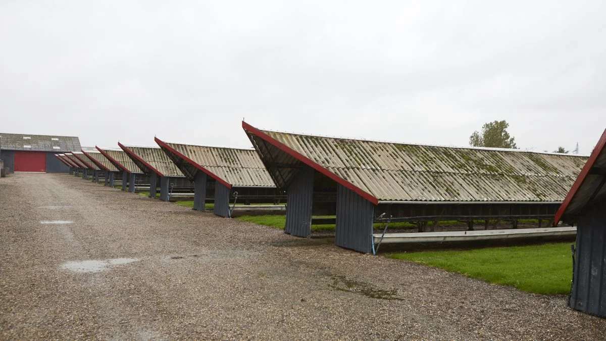 Også i 2022 skulle minkfarmene stå tomme, bestemte regeringen og dens støttepartier. 