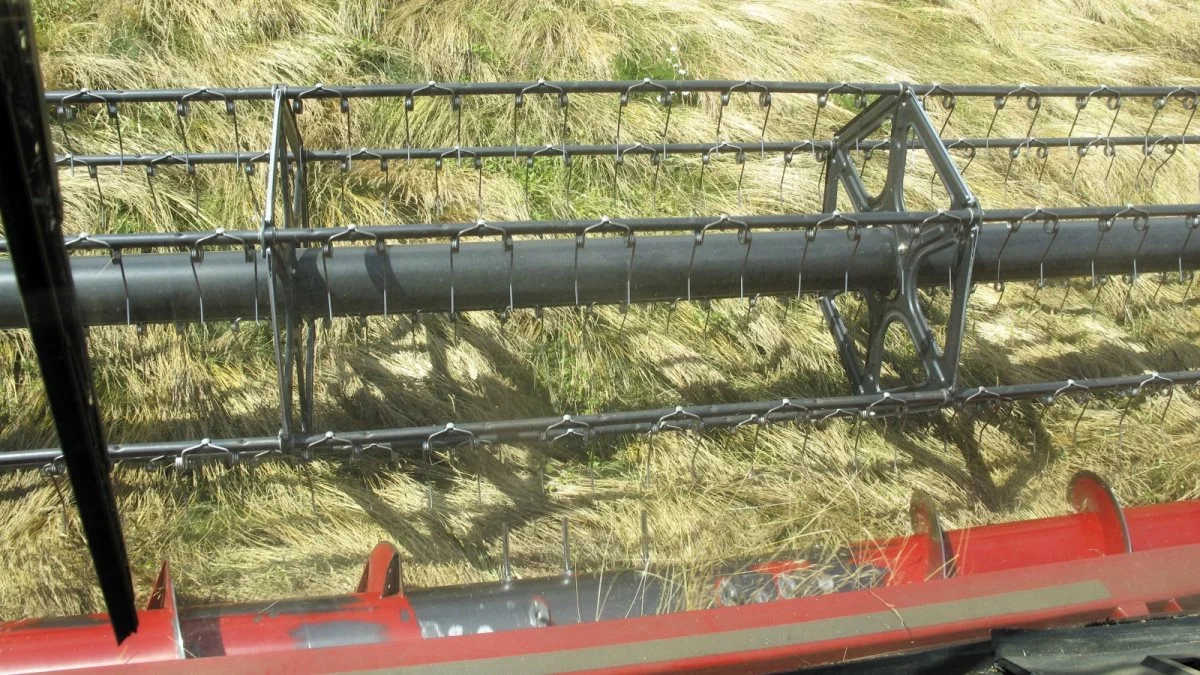 DSV-frøavlerne høstede i år i bakkesvingel (billedet) et udbytte på godt 1.600 kg pr. hektar. Med 1.700 kg var der også tale om rekordudbytte i årets strandsvingel. Arkivfoto