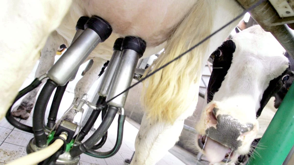 Mælkeproduktionen i Europa er stadig under pres. Der forventes et fald på 0,5 procent i oktober, skriver Arla i en markedsberetning. Foto: Colourbox