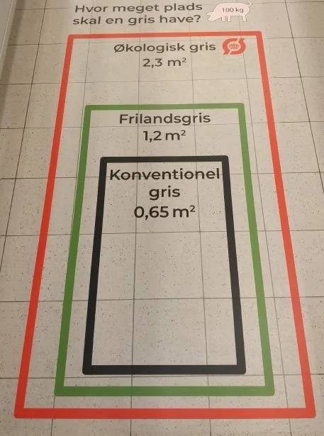 Klistermærket på gulvet viser, at en økologisk gris har næsten dobbelt så meget plads som en frilandsgris og over tre gange mere plads end en konventionel.