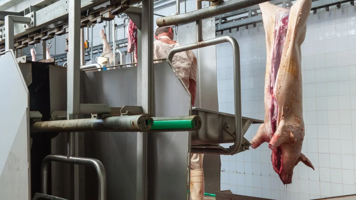 USA's næststørste grisekødsproducent, Seaboard Foods, har meldt ud, at man vil stoppe salget af kød i Californien i protest mod loven om mere plads i dyreholdene. Foto: Colourbox