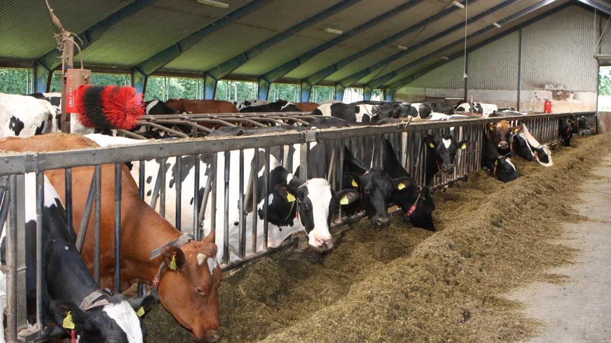 Hvordan kan det hænge sammen, at den tårnhøje gaspris betyder, at biogasselskaberne betaler tårnhøje priser for biprodukter med høj foderværdi som for eksempel mask, der normalt ender i køernes maver. Men ikke vil betale for den vigtigste råvare til biogas, nemlig gylle?, spørger læserbrevsskribenterne. Arkivfoto