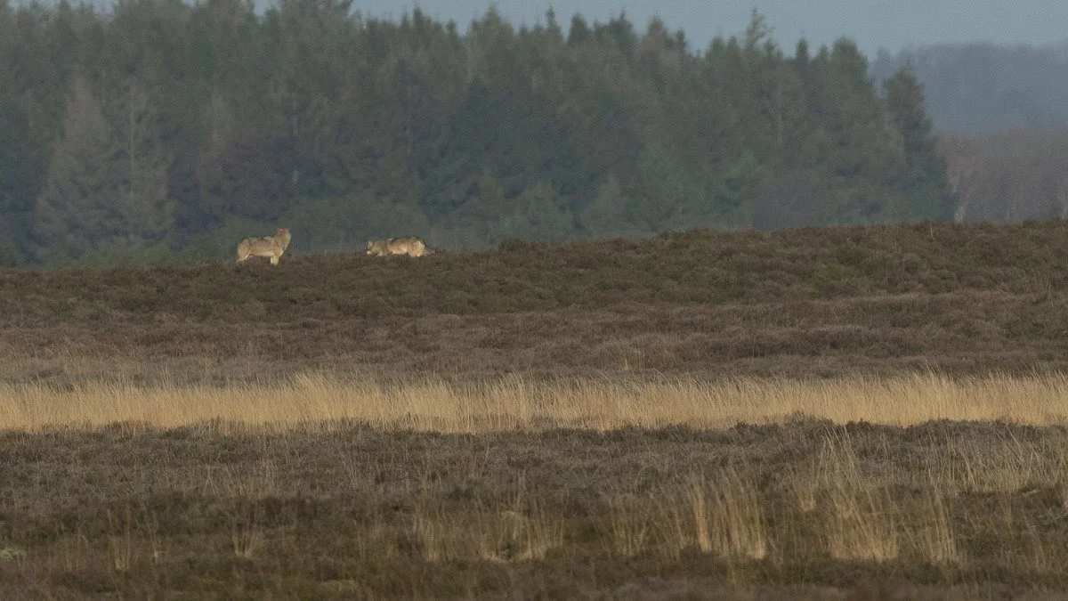 Vildtlevende ulve har ikke dræbt mennesker i Europa siden 1974. Ulve er et af de mindst farlige dyr for mennesker, inklusiv landbrugsdyr, skriver læserbrevsskribenten. Arkivfoto: Naturhistorisk Museum Aarhus.