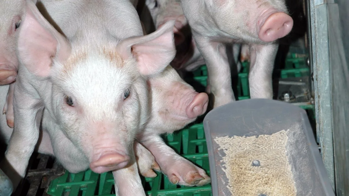 TandeMate tilskudsfoderet fra Biofiber-Damino A/S er testet som alternativ til zink i flere danske besætninger, uden at det gav fravænningsdiarré og reduceret tilvækst. Ifølge Biofiber-Damino stabiliserer tilskudsfoderet grisenes fordøjelse omkring fravænning. Pressefotos: Biofiber-Damino