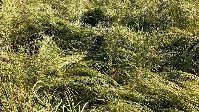 Væselhale har kvalt en vinterrapsafgrøde. Foto: Carsten Kløcher, Djursland Landboforening