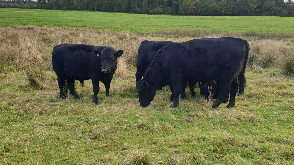 - Friland Naturpleje er for mig at se det tætteste, vi kommer på et fuldstændig optimalt kødkvægskoncept, lyder det fra Torben Nørremark, Chef for ejerservice I Danish Crown Beef. Arkivfoto: Line Brusgaard