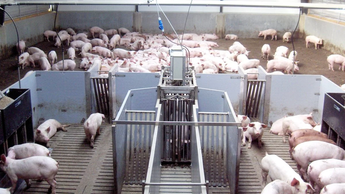 W. Domino producerer blandt andet sorteringsvægten Pig Sort til griseproduktion. Foto: Arkivfoto
