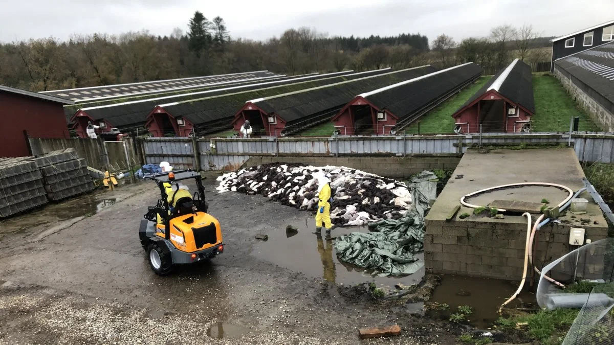 Mens der blev aflivet millioner af mink på danske minkfarme, gik det ikke op for statsråd Pelle Pape i Statsministeriet, at der ikke var hjemmel til det, selv om han fik tilsendt en mail om, at der var et lovforslag på området på vej. Arkivfoto: Brian Kristensen