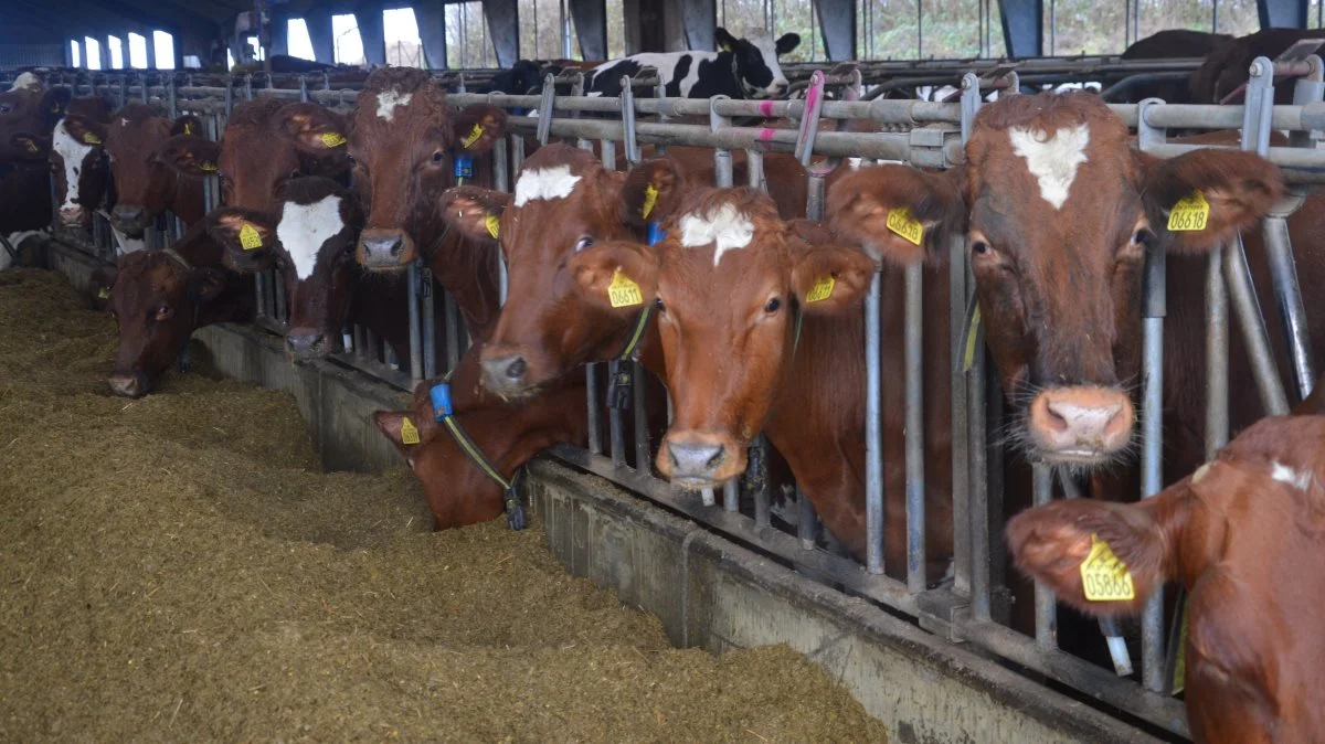 Ifølge Nutrimin er anvendelsen af toksinbindere ikke så udbredt i kvægbesætninger trods omfattende mykotoksinforurening i kvægfoder. Arkivfoto: Camilla Bønløkke