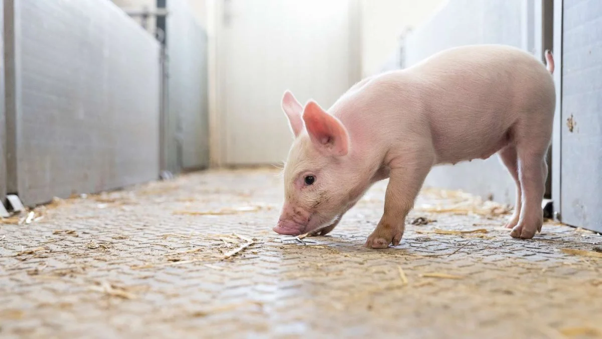 Udfasningen af zink til sommer er den udfordring, der er omdrejningspunktet for DLG og Vilofoss´ nye koncept, Verdens Bedste Gris, som har til formål at hjælpe griseproducenterne hen mod den bedst mulige produktion på bedriften. Foto: Jon Norddahl
