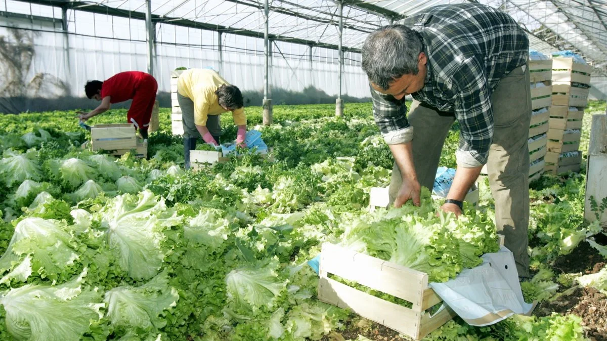 - Vi er glade for den stigende interesse for vores frugt og grønt. Det passer jo rigtigt fint ind i den her nye megatrend for fødevarer og også ind i, at vi skal producere mere klimavenligt, siger Bjarne Pugholm Johansen, seniorkonsulent i Dansk Gartneri.