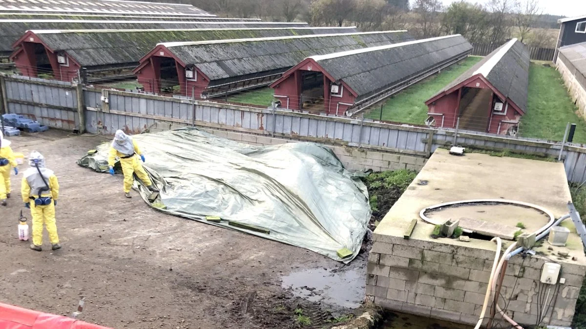 Allerede inden, det blev besluttet at alle mink i Danmark skulle aflives, var der på grund af smittespredning fuld gang i aflivningerne, blandt andet i Nordjylland, hvor billedet her stammer fra. Foto: Brian Langballe Kristiansen