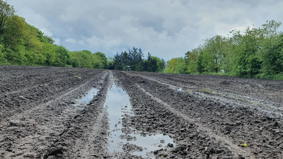 Når vejret ikke stiller optimale betingelser til rådighed, bevæger man sig hurtigt ned ad udbyttekurven. Foto: KWS Scandinavia