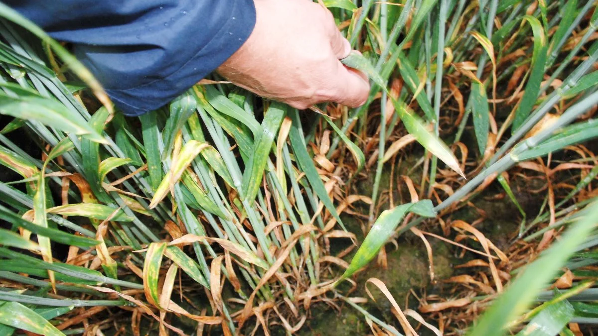 Selv den ellers meget sunde hvedesort Informer blev overraskende kraftigt angrebet af septoria i 2021, påpeger planterådgiver Hans Jørgen Bak, Agriadvice. Arkivfoto