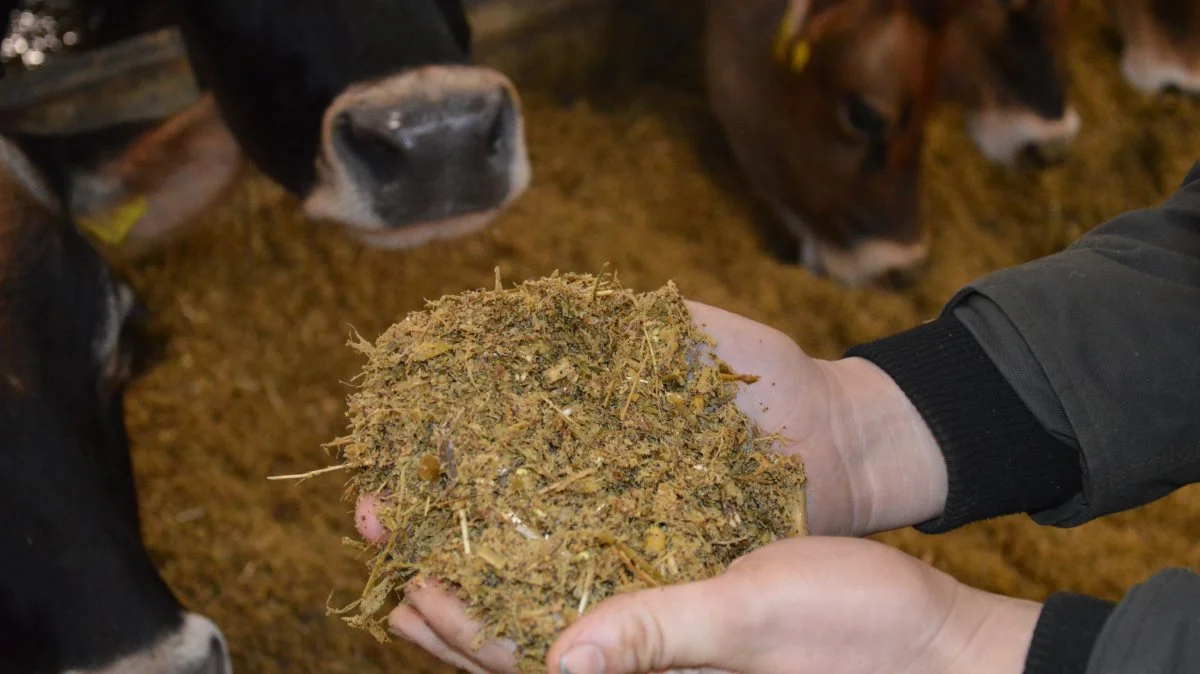 Foderet blandes først, når det lander i fodervognen, sammen med de tre fodermidler der på forhånd er læsset med gummiged, majsensilage, mask og lucerne. Herefter er det klar til at blive kørt direkte ind på foderbordet.