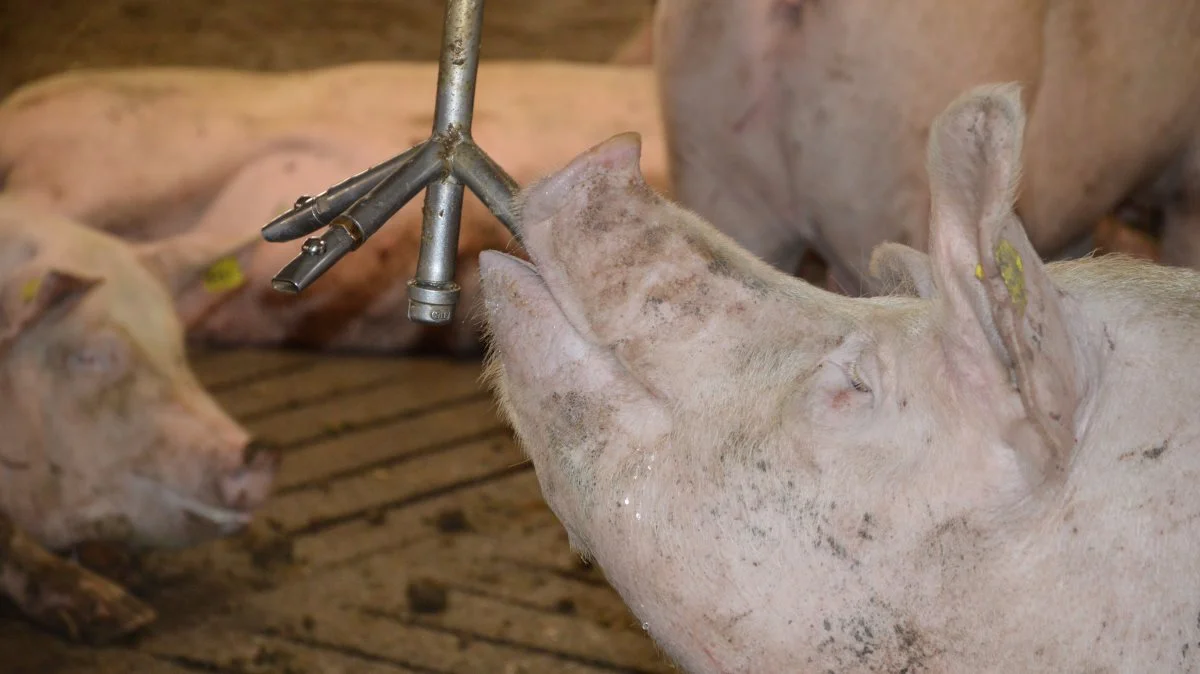 Ifølge European Protein smager hårdt vand dårligt, og grisene kan ikke lide smagen af vand med meget kalk, okker og natrium. Arkivfoto: Camilla Bønløkke