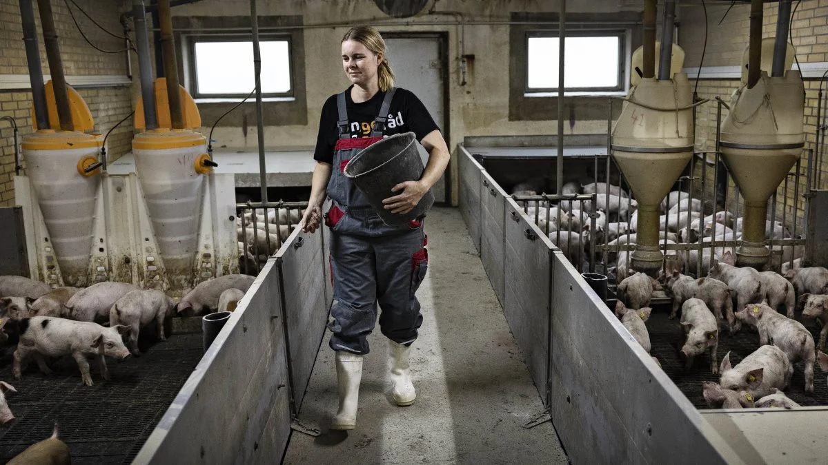 - I klimastalden går jeg altid rundt med en spand midt på dagen og kaster to-tre håndfulde i hver sti, og det får bare flere grise op for at spise. Og det betyder i sidste ende, at de undgår nogle af de ellers velkendte opstartsproblemer og sygdomme, forklarer Birgitte Appel Pedersen om brugen af Fib-O-Min. Pressefoto