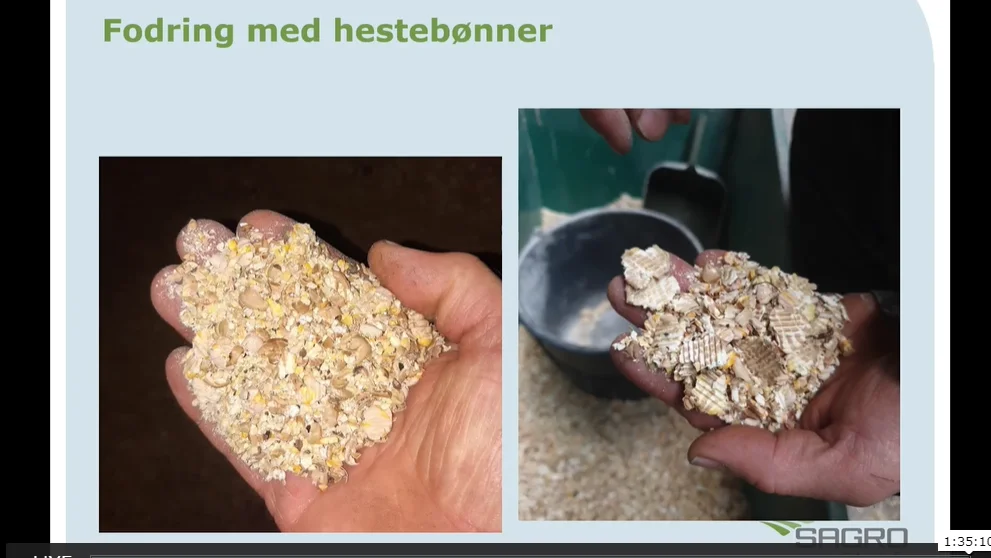 De valsede hestebønner klar til kvægfodring. Skærmdump fra Plantekongressen