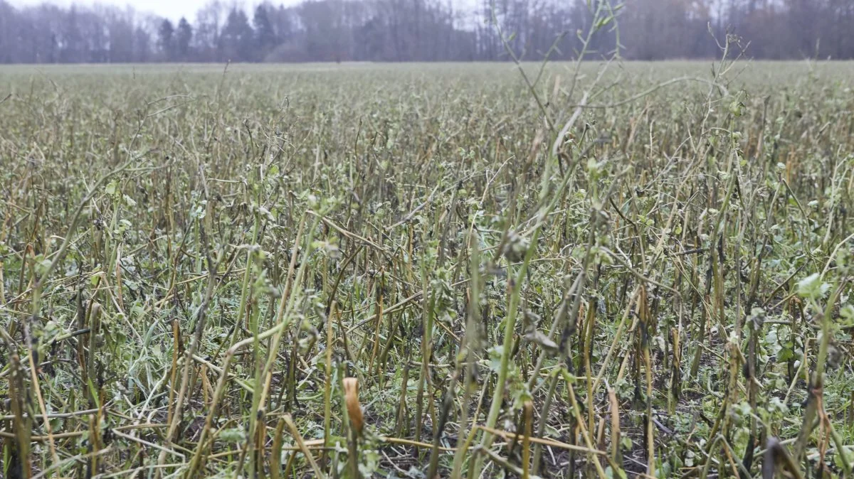 Et aktuelt billede af en ubehandlet efterafgrøde. Kommer der frost, er chancen for at nedmulde med en tallerkenharve, lyder rådet fra planteavlskonsulent. Foto: Erik Hansen