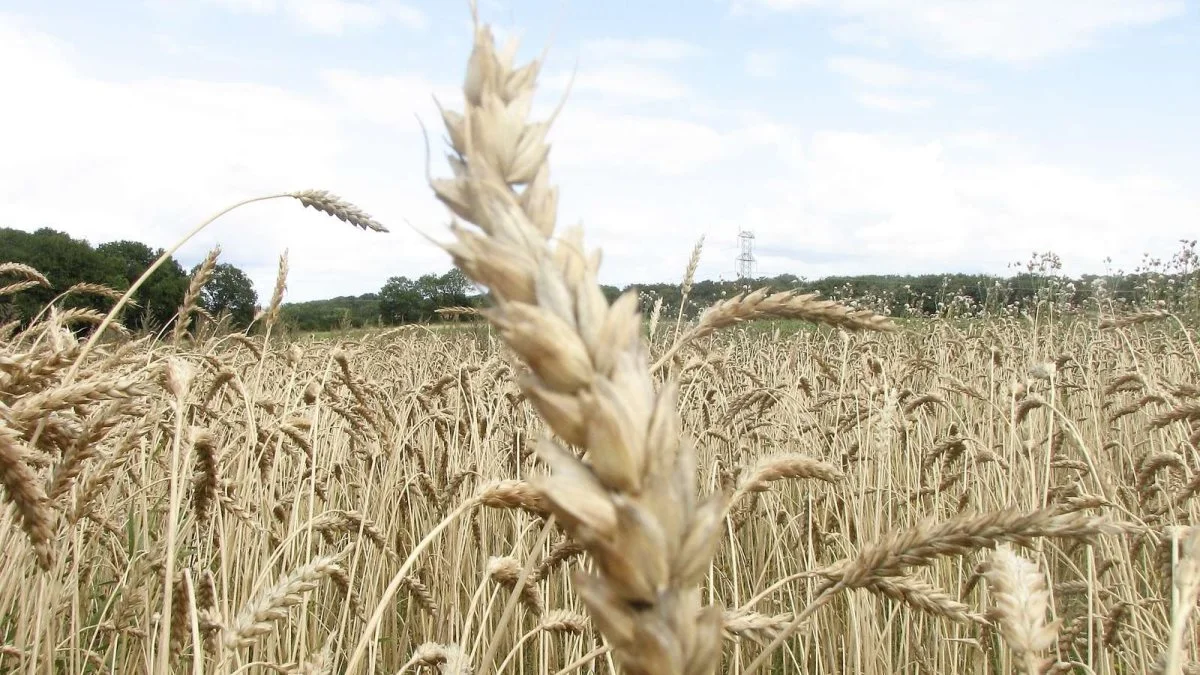 Ølandshvede er blot én af de gamle kornsorter, Aurion anvender, i deres økologiske og biodynamiske mølleri samt bageri. Arkivfoto