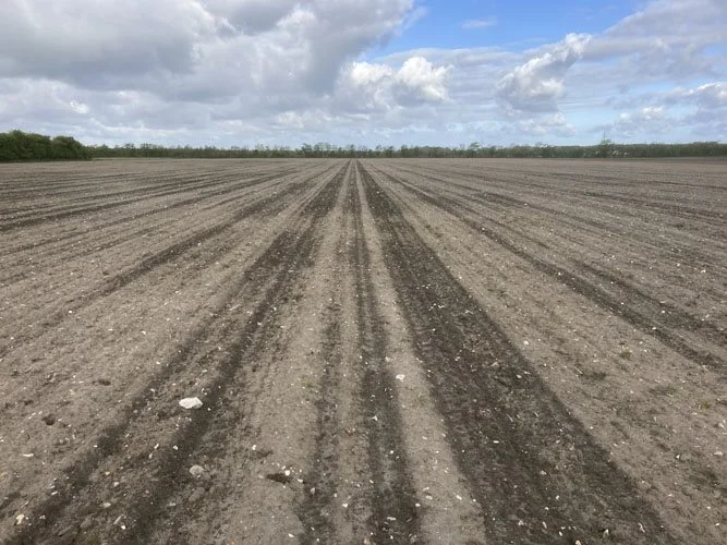 Majsene blev sået i et fugtigt såbed. Hjulsporene efter standardmontering med højt dæktryk havde synligt dårligere afdræning. Foto: Henning Sjørslev Lyngvig, Seges