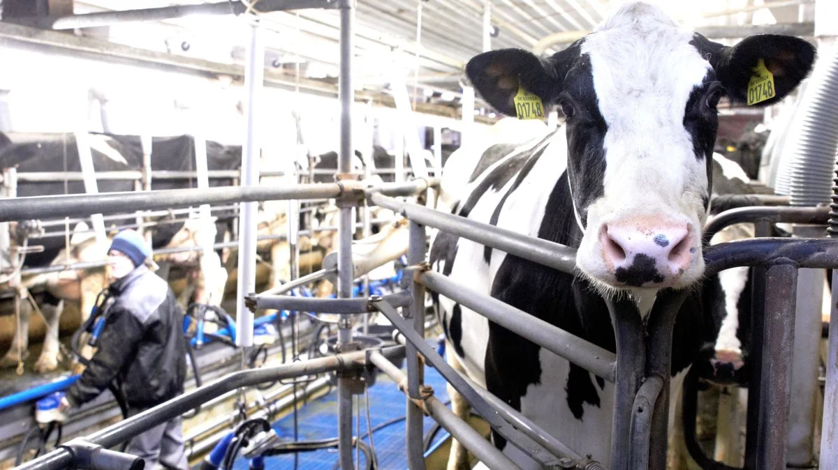 Der er brug for flere medarbejdere, og derfor langer næstformand i Agri Nord ud efter ministeren. Arkivfoto: Tenna Bang