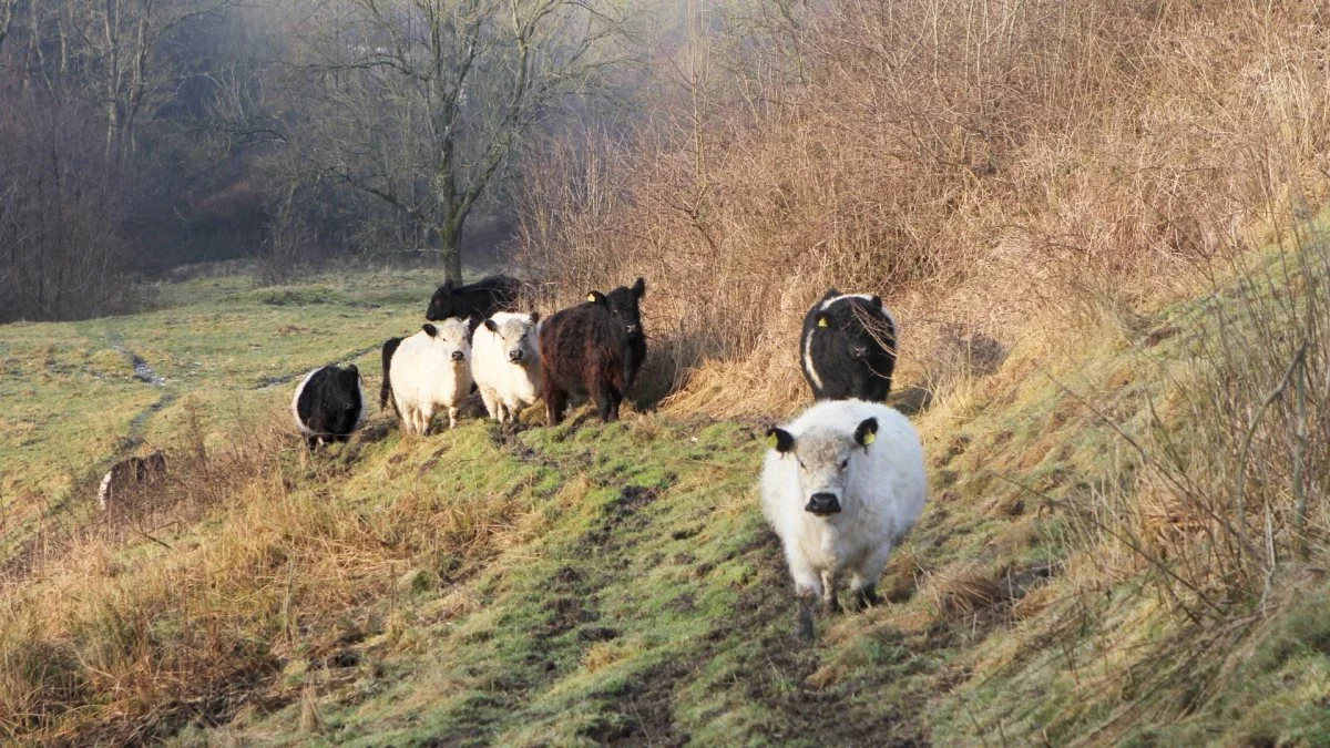 Kødet i det nye koncept, Friland Naturpleje, skal komme fra naturplejekvæg, som er med til at værne om den danske natur ved, at leverandører overlader en større del af naturen til sig selv. Arkivfoto