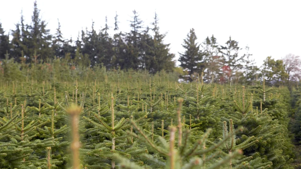 Selv om arealet med juletræer i Danmark er blevet mindre de seneste par år, er det fortsat en skidt forretning at være juletræsproducent herhjemme, lyder det fra brancheforeningen Danske Juletræer. Arkivfoto: Tenna Bang