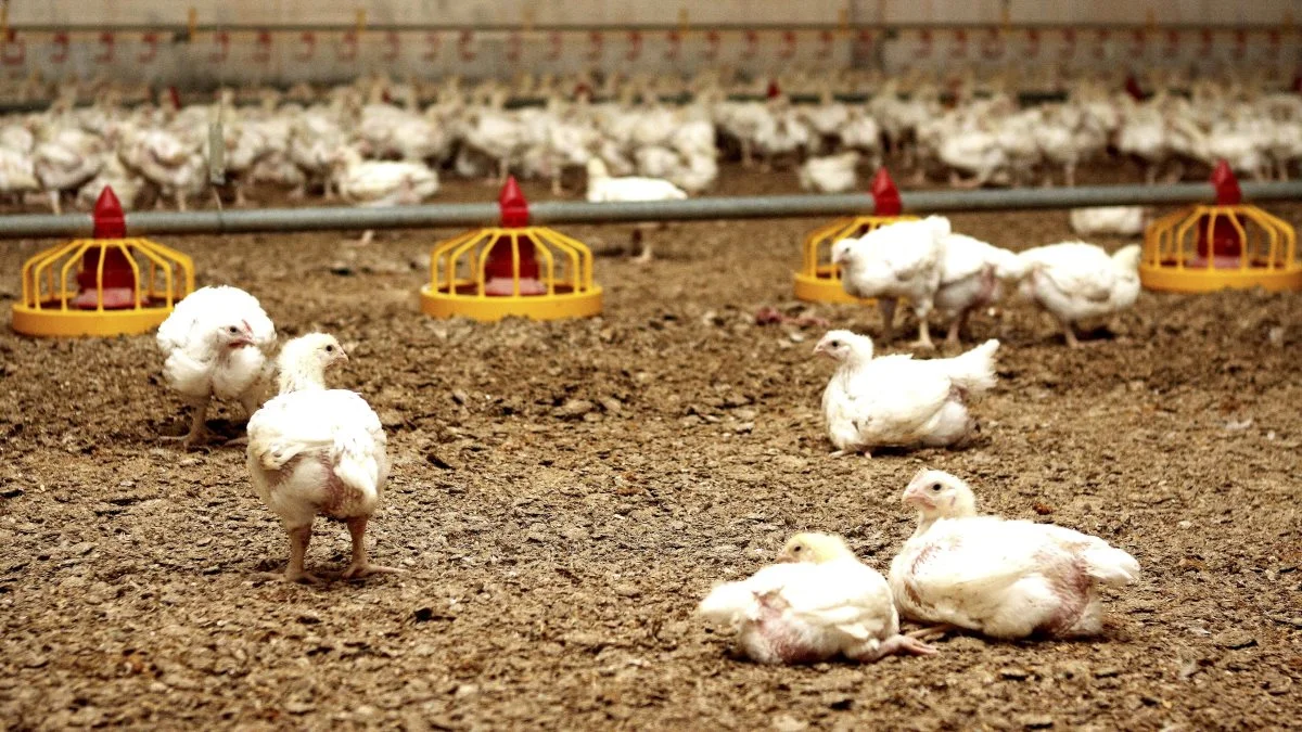 Som nabo til sårbar natur skal ammoniakudledningen fra kyllingestaldene reduceres drastisk, hvilket nu rammer Jørgen Nørgaards produktion af slagtekyllinger. (Det pågældende billede stammer ikke fra Jørgen Nørgaards produktion.)