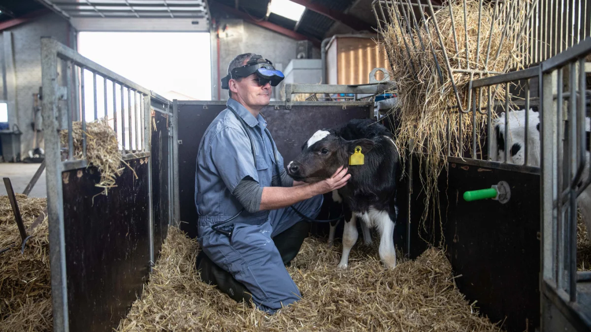 Her er en dyrlæge fra MSD Animal Healths kvægteam ved at undersøge en kalv for lungebetændelse. Ved brug af en række diagnosticeringsværktøjer kan omfanget af subklinisk lungebetændelse, som mange kalve lider af, kortlægges. Pressefoto: MSD Animal Health