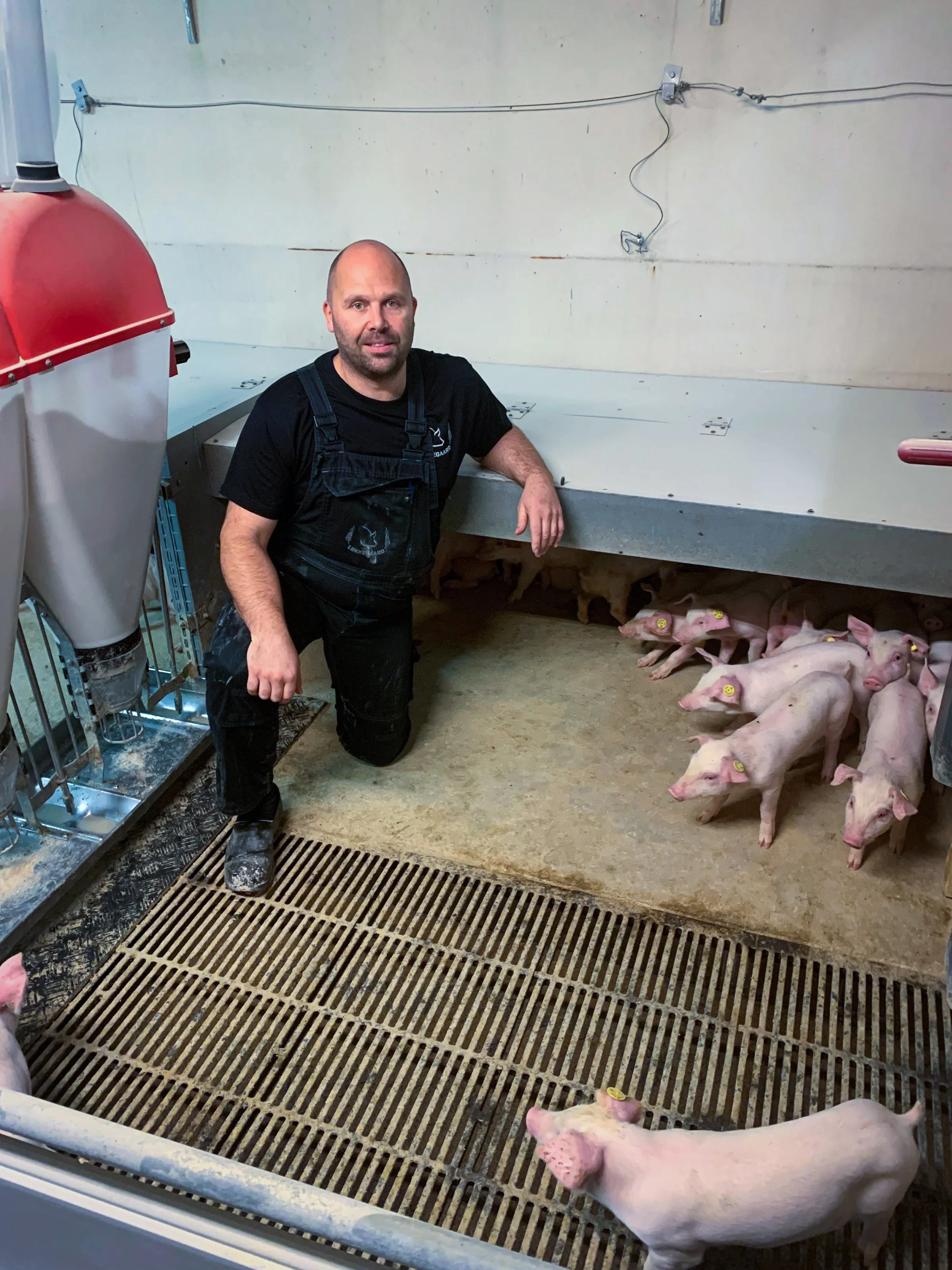 For svineproducenten Poul Østergaard Christensen har en totalsanering af svinebesætningen været hans måde at spare penge på og samtidig gardere sig imod den lave notering. Foto: Løkkegaard