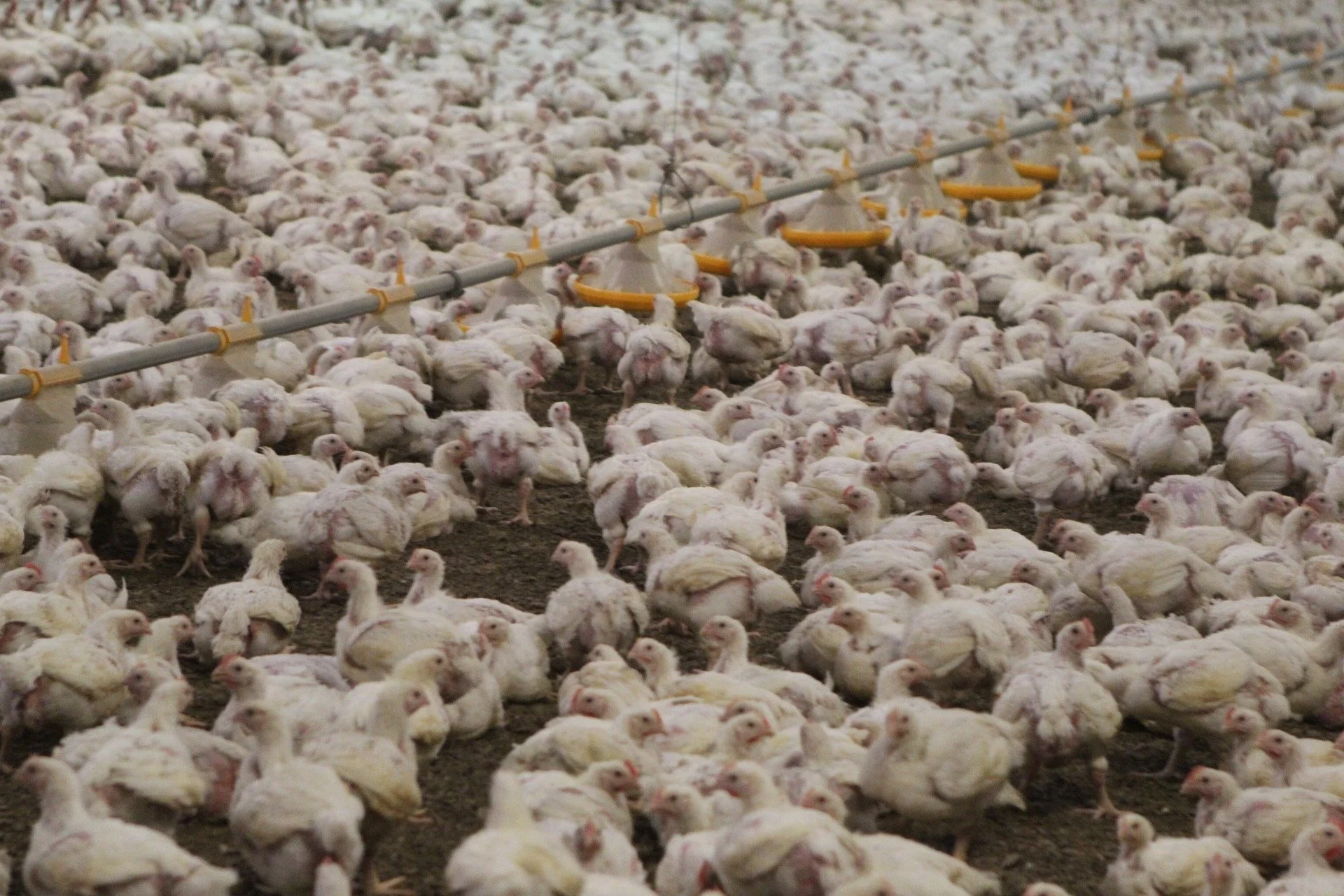 Efterspørgslen på langsomt voksende kyllinger er i hastig stigning. Og Danpo kan risikere at stå uden de efterspurgte mængder, hvis ikke man finder nye måder at få flere producenter på. Foto: Christian Carus