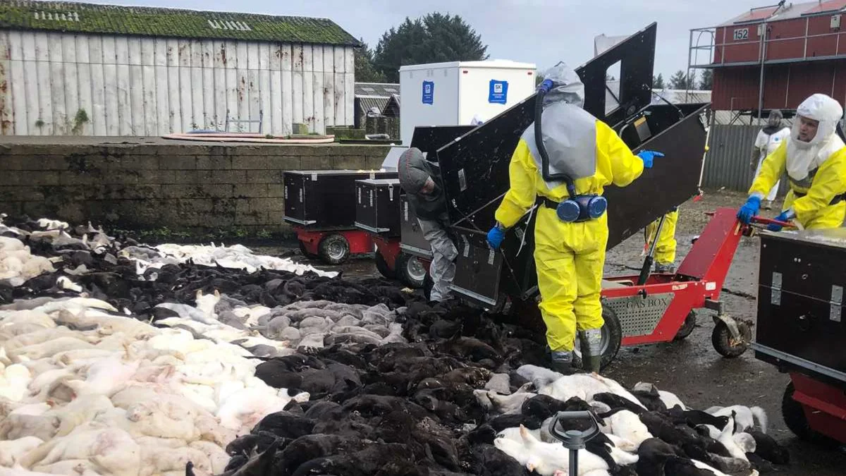 Der var fuld gang i aflivningerne af mink, også udenfor de zoner, hvor der var lovhjemmel til at kræve det i starten af november 2020. Arkivfoto: Brian Langballe Kristiansen