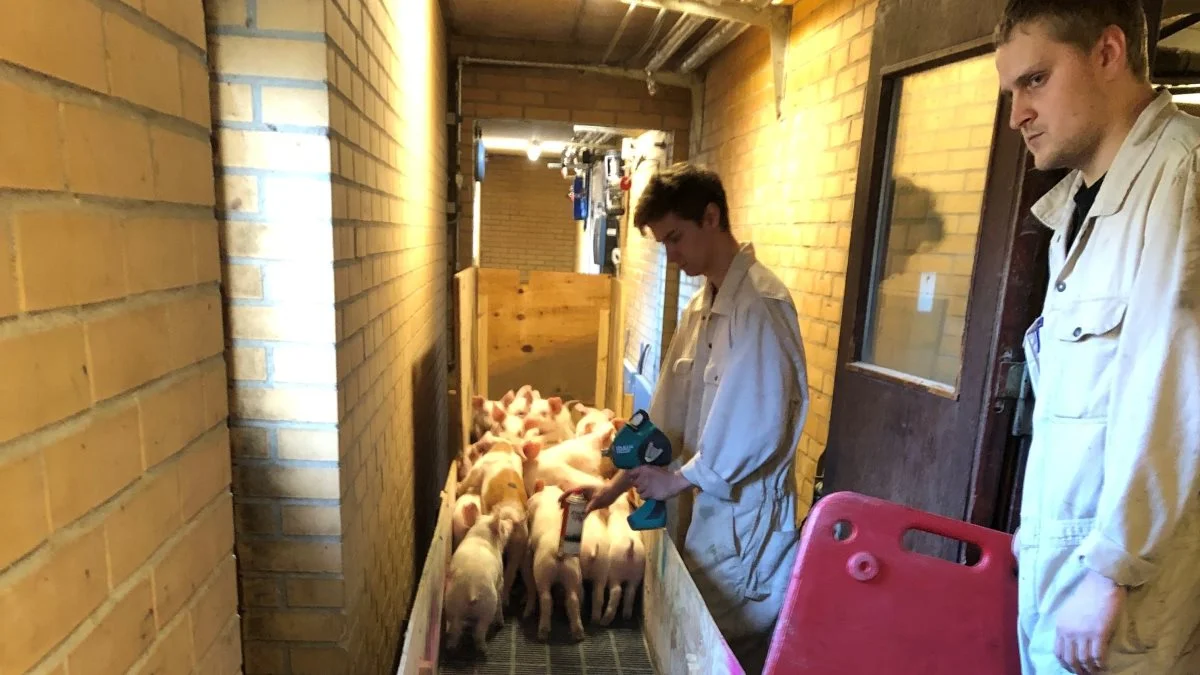 Behandlingsstativ letter arbejdet i stalden hos Jeppe Bang Jensen, Biskopstorp Hovedgaard i Ullerslev, hvor medarbejderne Christian og Philip her er ved at vaccinere smågrise.