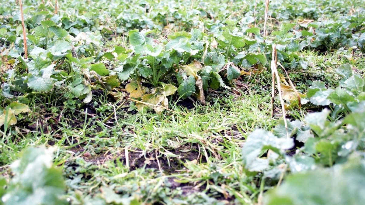 Græsukrudtet er tilsyneladende upåvirket af Kerb-sprøjtningen? Foto: Jette Beck