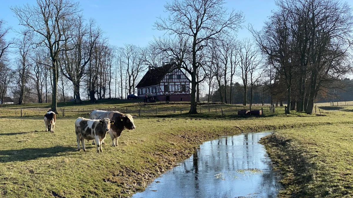 På Oregaard vest for Bogense går jyske tyre side om side med blandt andet Frederiksborg hesten, køer af racen rød dansk malkerace, danske landhøns og sortbrogede svin i håb om at redde de gamle danske husdyrracer. Et arbejder der gennem årene har mødt en del udfordringer. Foto: Stig Benzon