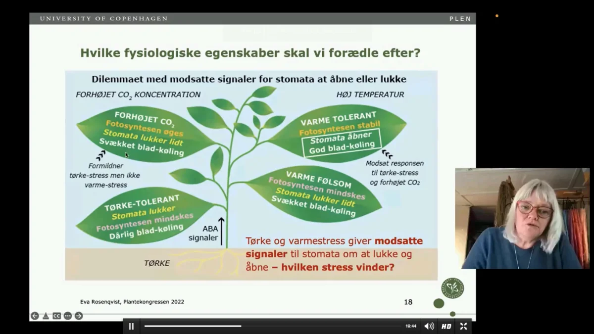 Hvordan såvel varmefølsomme som varmetolerante sorters fotosyntese og bladkøling reagerer på stressfaktorer er vigtigt under ændrede klimaforhold, men endnu ikke klarlagt. Kilde: Plantekongressen.