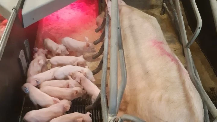 For Troels har det været det naturlige valg, at han skulle ende som selvstændig svineproducent. Og i dag ejer han en svinebedrift med 800 søer med 30 kilos grise. Foto: Troels Bang Andersen
