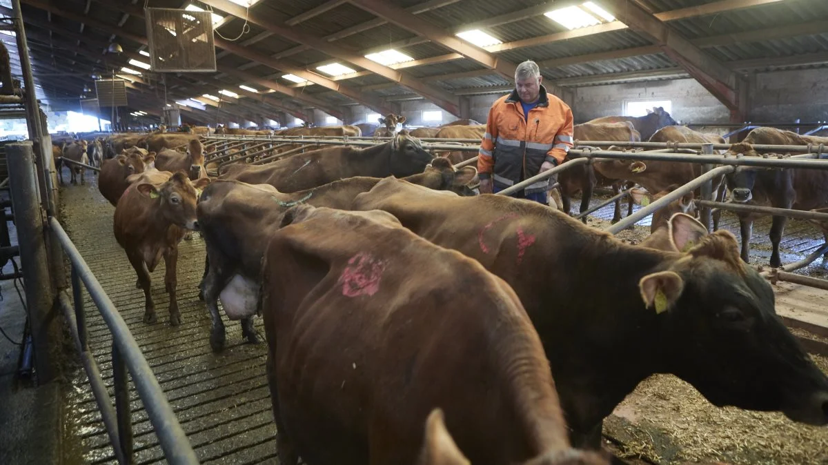 En ansøgning af udvidelse af besætningen fra 444 til 475 køer i den eksisterende stald på Dunkærgård i 2016 førte til en naboklage. Efter tæt ved seks års sagsbehandling har Bent Juul Sørensen fået afslag fra Miljøklagenævnet, og planlægger derfor nu afvikling af mælkeproduktionen. Fotos: Erik Hansen   