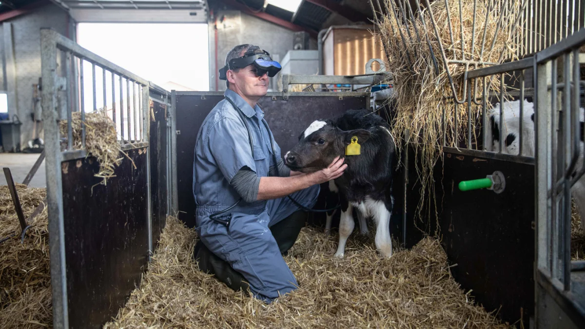 Dyrlæge fra MSD Animal Healths kvægteam undersøger kalven for lungebetændelse.