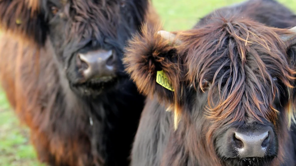 Svalehøj Highland Cattle

Svalehøj Highland Cattle blev åbnet i 2017 i Mesinge, og siden er det kun gået fremad for den lille gårdbutik, som sælger kød fra sit eget skotske højlandskvæg, samt fra Duroc-grise – alle har de levet ude under åben himmel.

 
