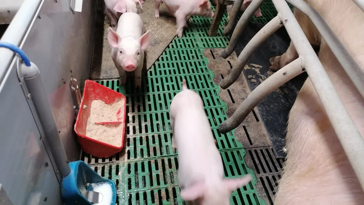 Søren Hansen i Sunds er en af de danske svineproducenter, der i et samarbejde med AB Neo, er med til at afprøve og udvikle fremtidens produkter til det danske marked. Herunder mælkeanlæg, mælkepulver og fravænningsfoder. Fotos: Søren Hansen