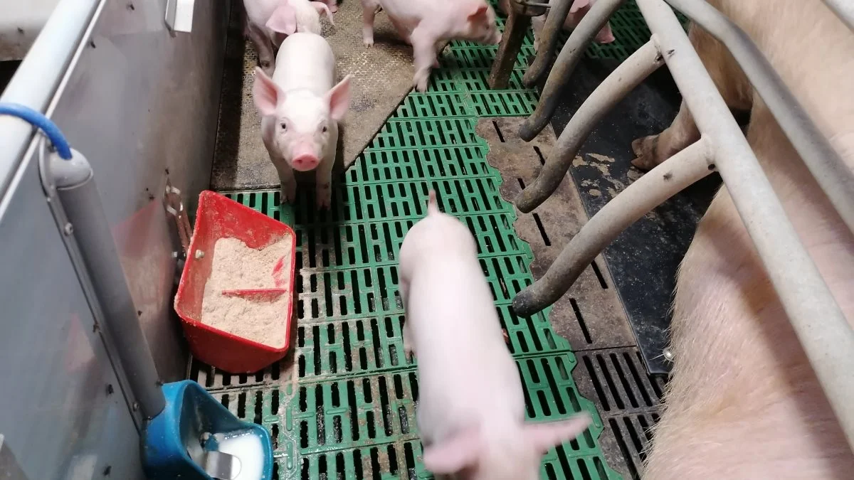 Søren Hansen i Sunds er en af en af de danske svineproducenter, der i et samarbejde med AB Neo, er med til at afprøve og udvikle fremtidens produkter til det danske marked. Herunder mælkeanlæg, mælkepulver og fravænningsfoder. Foto: Søren Hansen